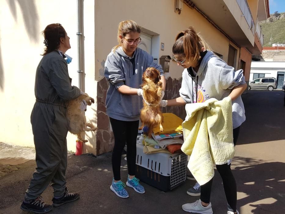 Retira 40 perros en una casa okupada en Tenerife