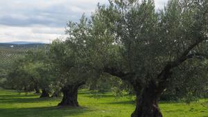 Los olivos y sus derivados, fuente de sostenibilidad para la aviación
