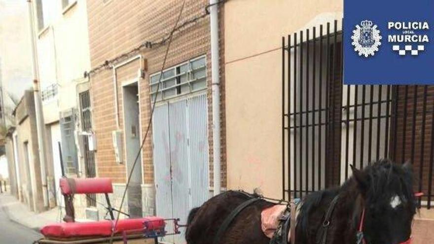 Localizan a un caballo con carruaje suelto por Javalí Viejo