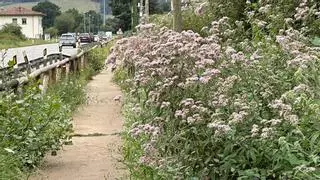 Critican la falta de mantenimiento en la senda peatonal que une Arriondas y Cangas de Onís