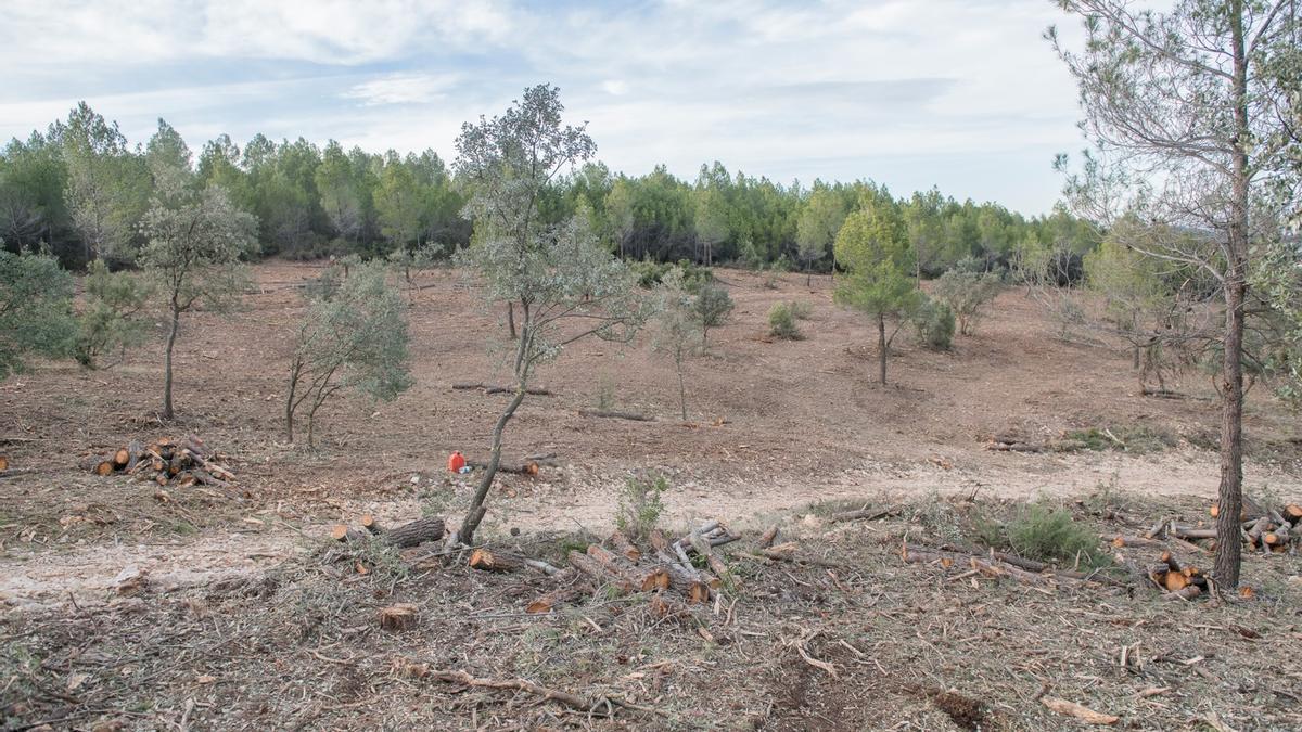 Franja cortafuegos en la zona de la Font Freda, en parque natural de la Serra de Mariola en Bocairent.