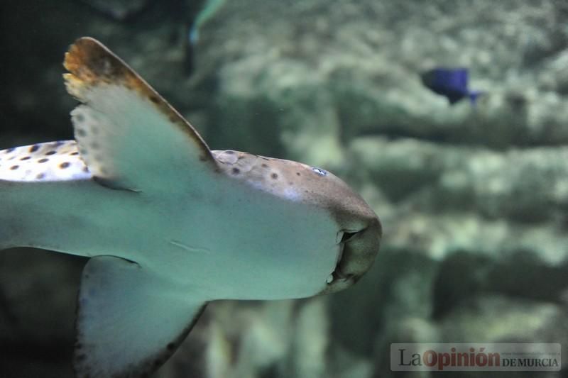 El acuario de la UMU albergará las especies emblemáticas del Mar Menor