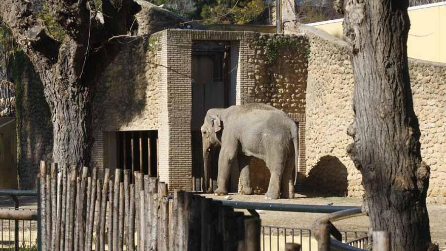 Muere la elefanta &#039;Flavia&#039;, emblema del Zoo de Córdoba durante 4 décadas