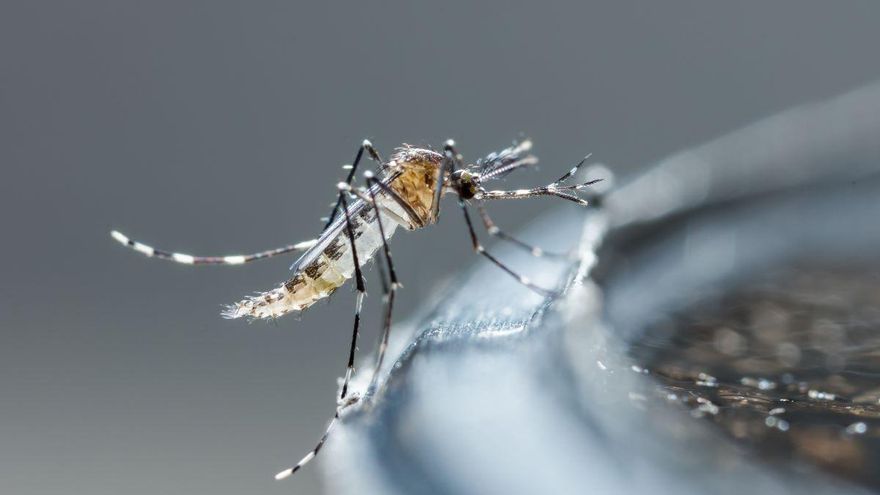 Schädlinge in den Städten Mallorcas: Herausforderungen und Lösungen angesichts des Klimawandels