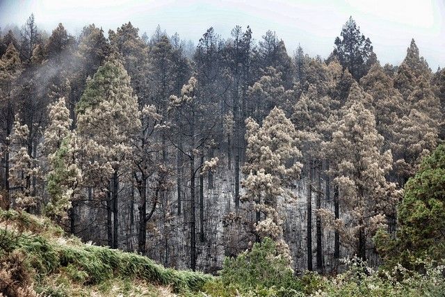 Zonas arrasadas por el incendio en el Norte de Tenerife