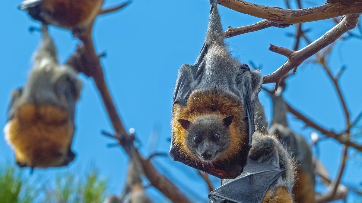 En los murciélagos y otros mamíferos, los machos no son más grandes que las hembras.
