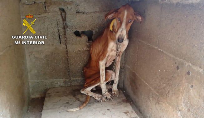 Rescatados 18 perros por maltrato en Santa Brígida