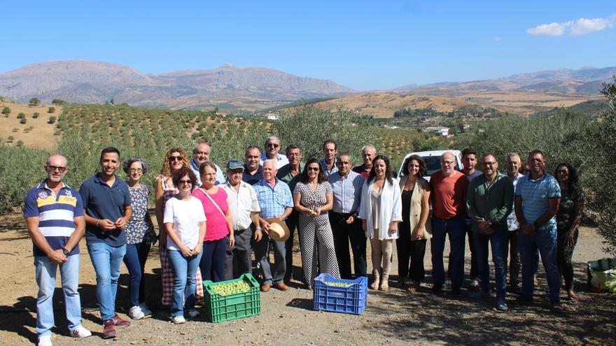 Comienza la campaña de la DOP Aceituna Aloreña de Málaga