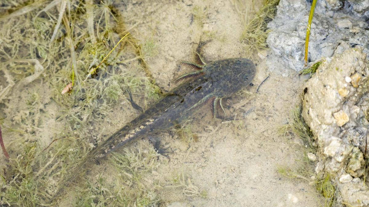 Mayo 2025   Naturalización de las aulas   proyecto de conservación Fundación BIOPARC   reintroducción de gallipatos 25