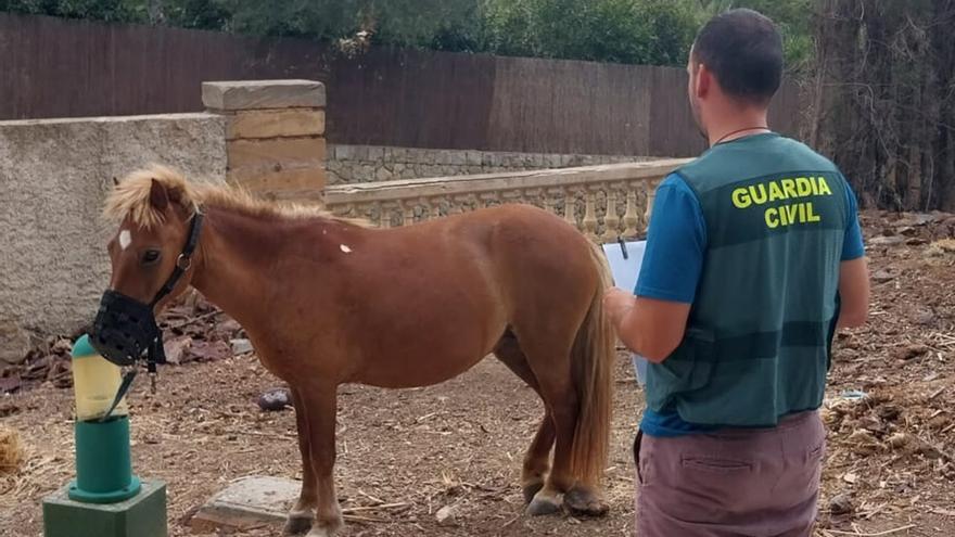 Recuperan en una finca de Son Vida un poni robado en el Zoo de sa Coma en Mallorca