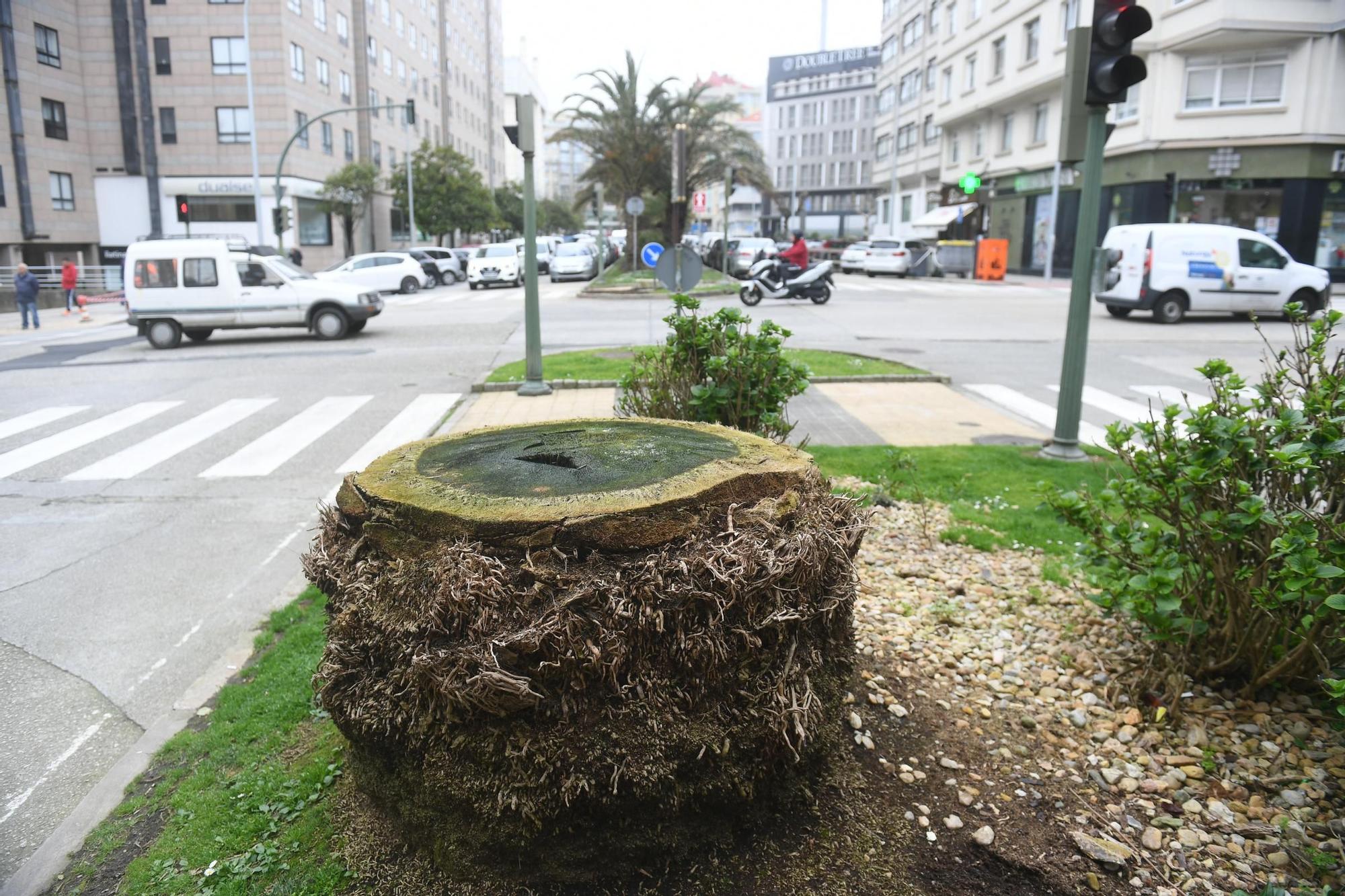 El picudo sacude el palmeral de Zalaeta: "La plaga ya no para"