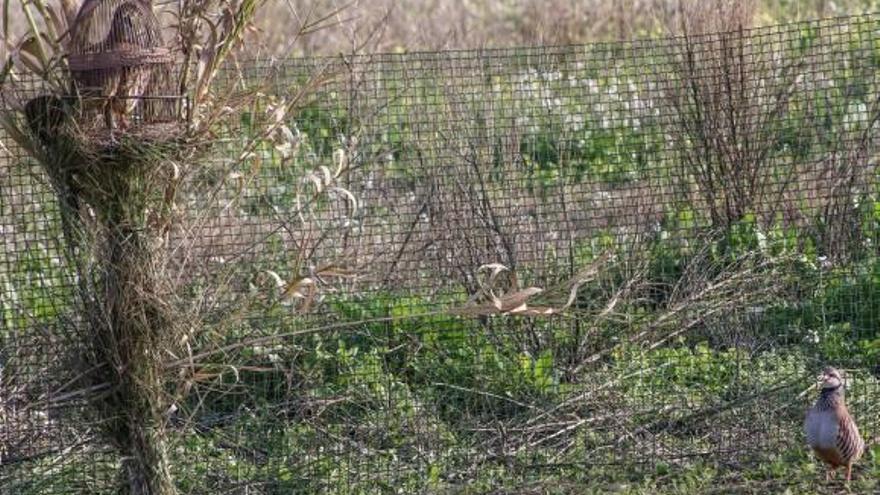 La prueba se disputó en una finca de Rafal, en la que las perdices macho tuvieron que atraer a las perdices con sus cánticos bajo la atenta mirada del jurado.