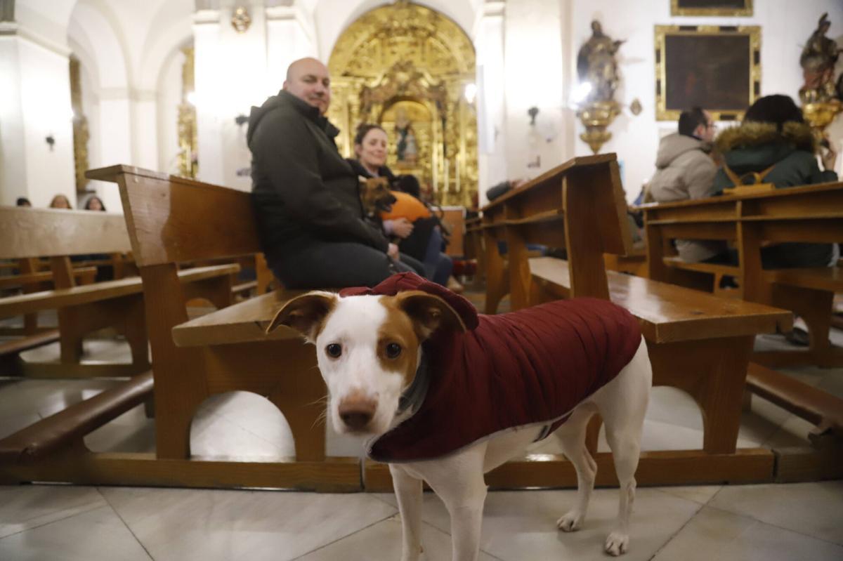 Bendición de mascotas por el día de San Antón en Córdoba