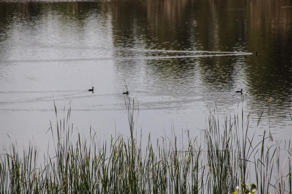 La albufera de Gaianes sobrevive al verano