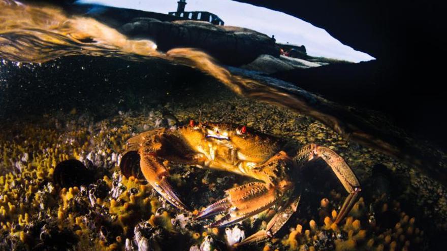 Una nécora en los fondos marinos de la Isla de Rúa.