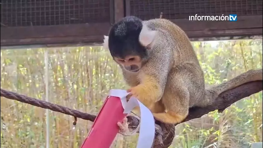 Terra Natura Benidorm celebra la Navidad con propuestas ambientales para los animales