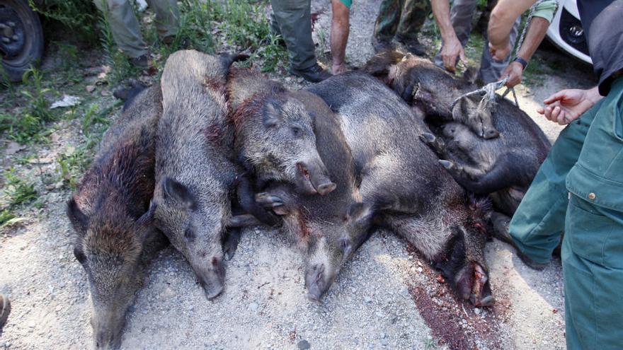 Els caçadors gironins preveuen superar els 13.000 senglars abatuts el 2014