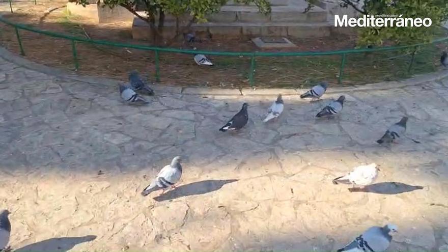 Vecinos de Vila-real denuncian la invasión de palomas y tórtolas en el jardín de Sant Pasqual desde hace seis meses