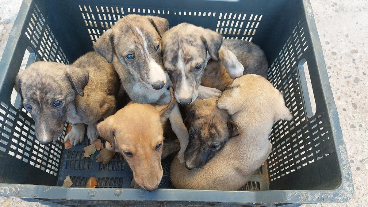 Cachorros abandonados rescatados por Galgos del Sur en Guadalcázar.