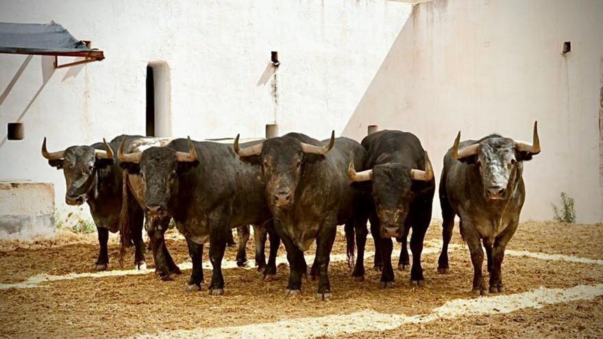 Morante de la Puebla, lesionado, no torea este domingo en Alicante