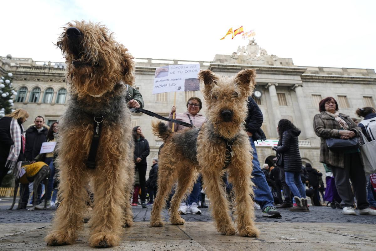 El maltractament a desenes d’animals en una botiga de Barcelona torna a judici