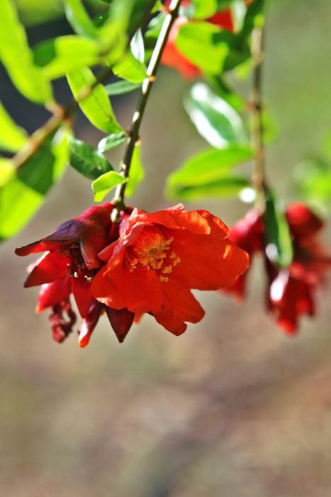 Auf der Bio-Finca S’Hort de Son Morro wachsen rund 500 Bäume, die ab jetzt reife Granatäpfel tragen. Besitzer José Romero weiß, welche Sorten besonders gut munden – und wie man die Früchte am besten s