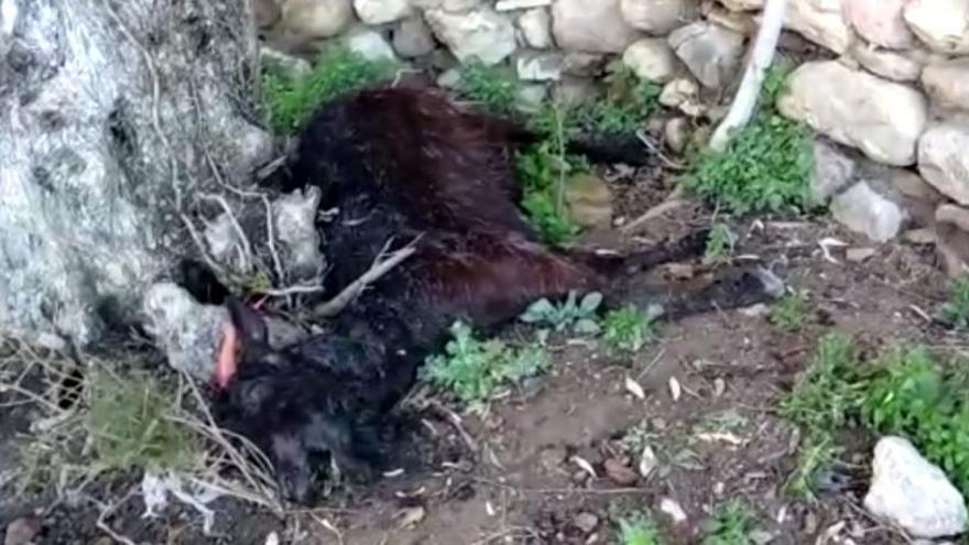 Un dels animals morts trobats a la instal·lació