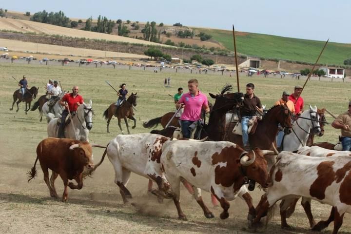 Suelta de vaquillas en las fiestas de La Visitación en Fuentesaúco