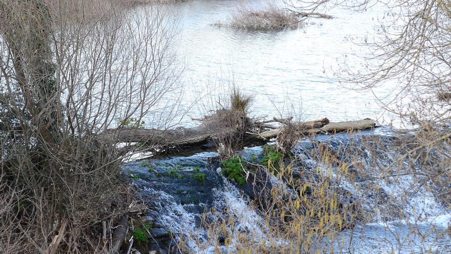 Plasencia propone a la CHT limpiar la masa forestal del río