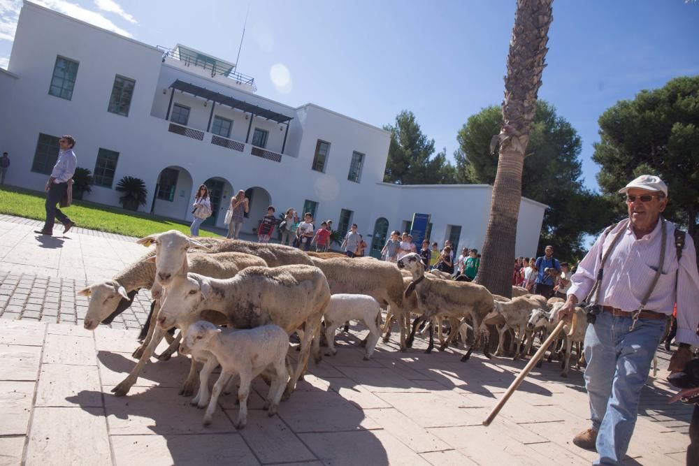 Ovejas por la Universidad