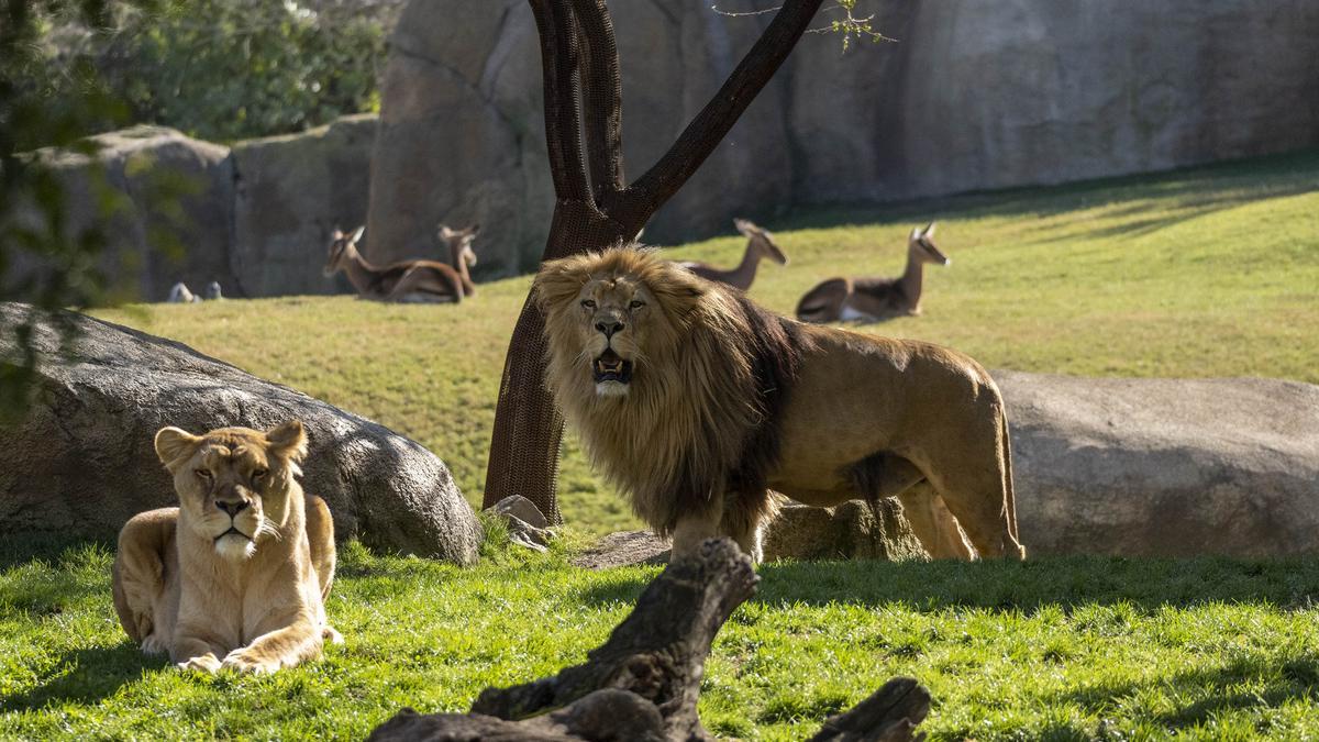 Leones en la sabana africana en Bioparc