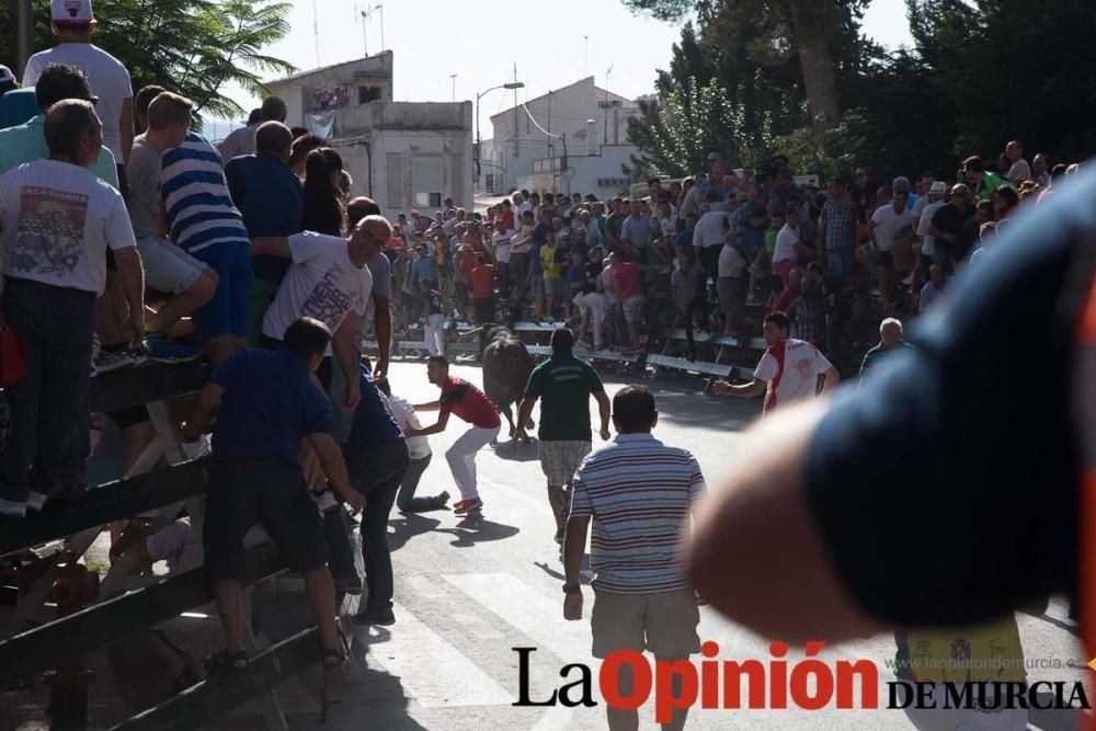 Primer encierro de Calasparra