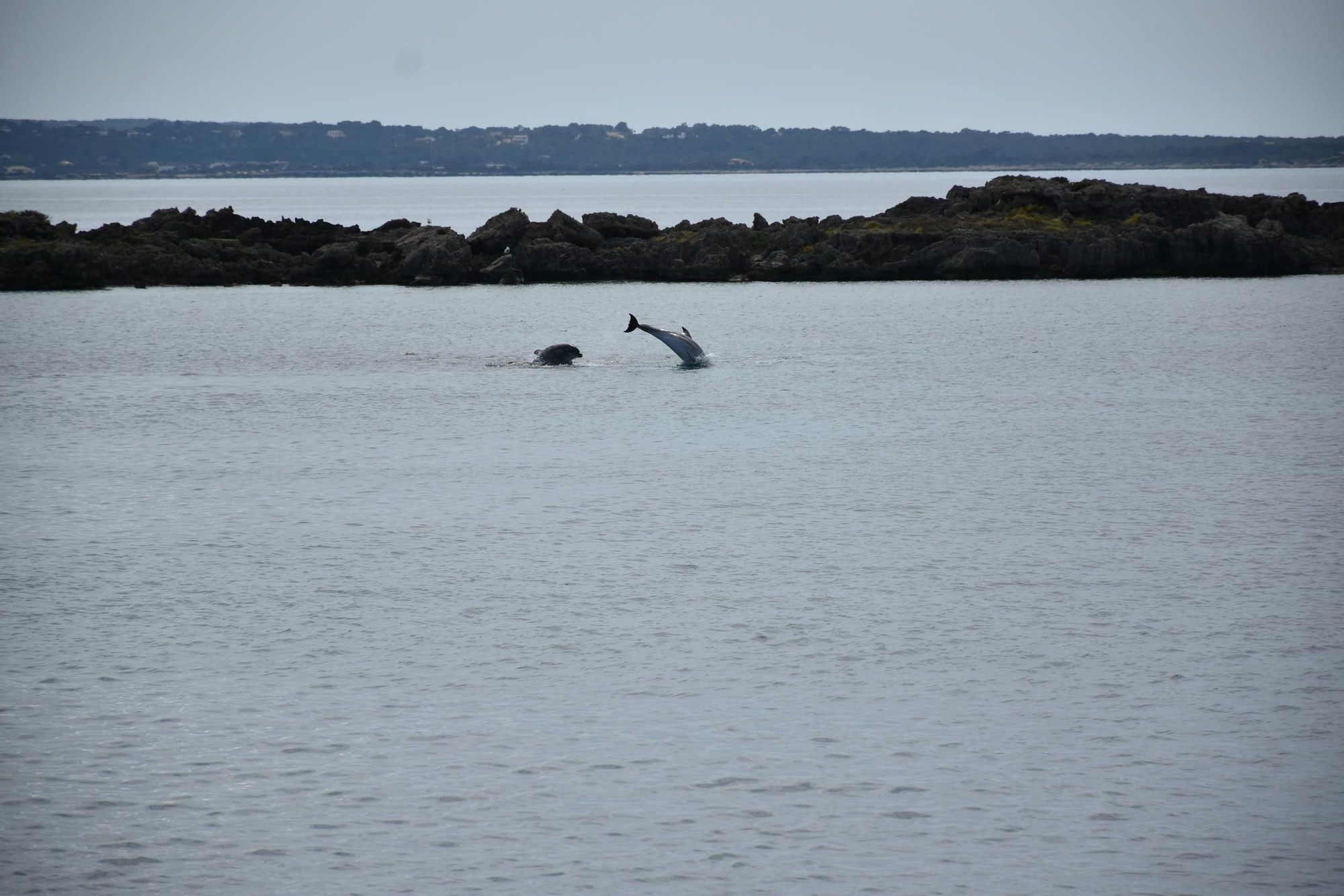 Delfines en  s'Espalmador