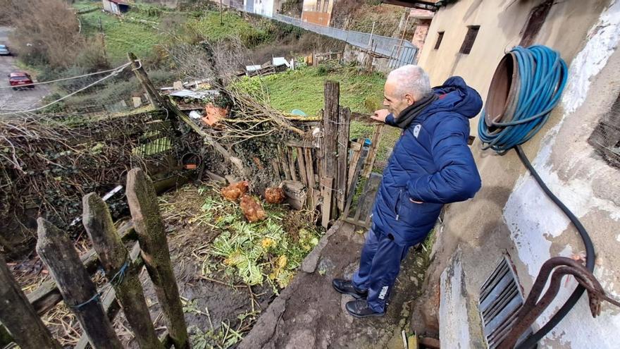 Los &quot;roba pites&quot; revuelven el corral: denuncian la sustracción de gallinas, ocas y patos en el valle de San Juan, en Mieres