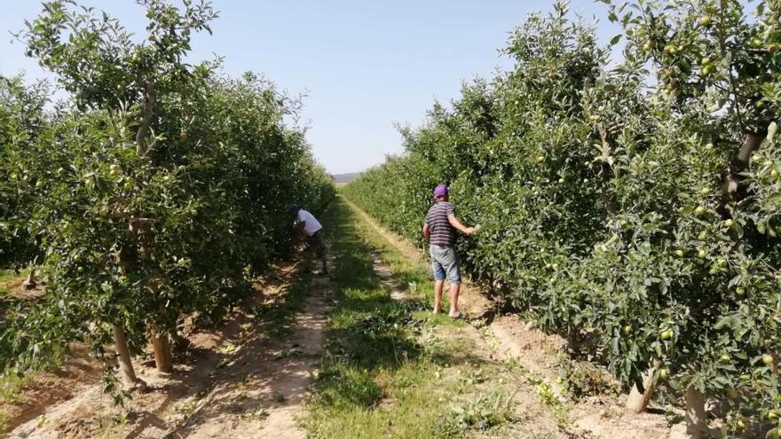 Treballadors aclarint les pomes d&#039;un camp d&#039;Armentera.