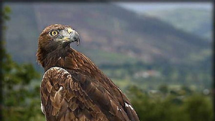 Un águila real en la provincia de Zamora.