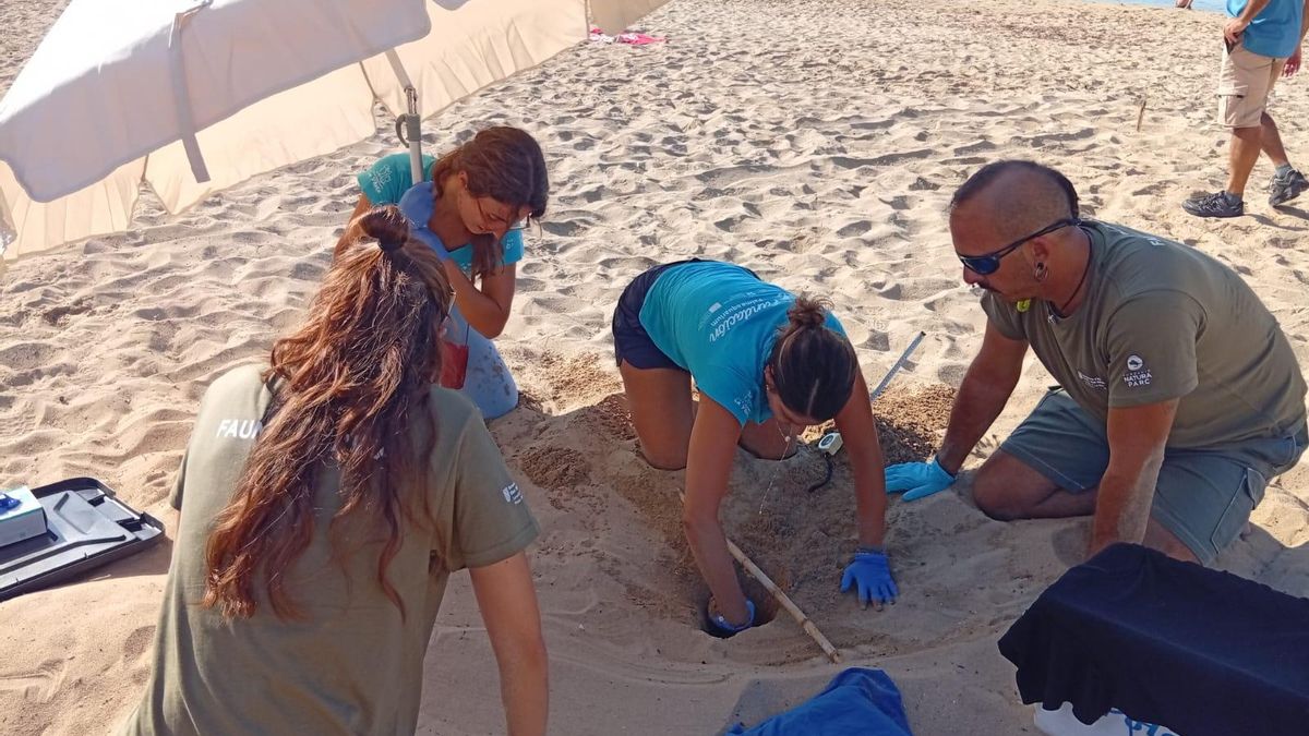 FOTOS | Detectado el primer nido de tortuga marina de la temporada en una playa de Palma