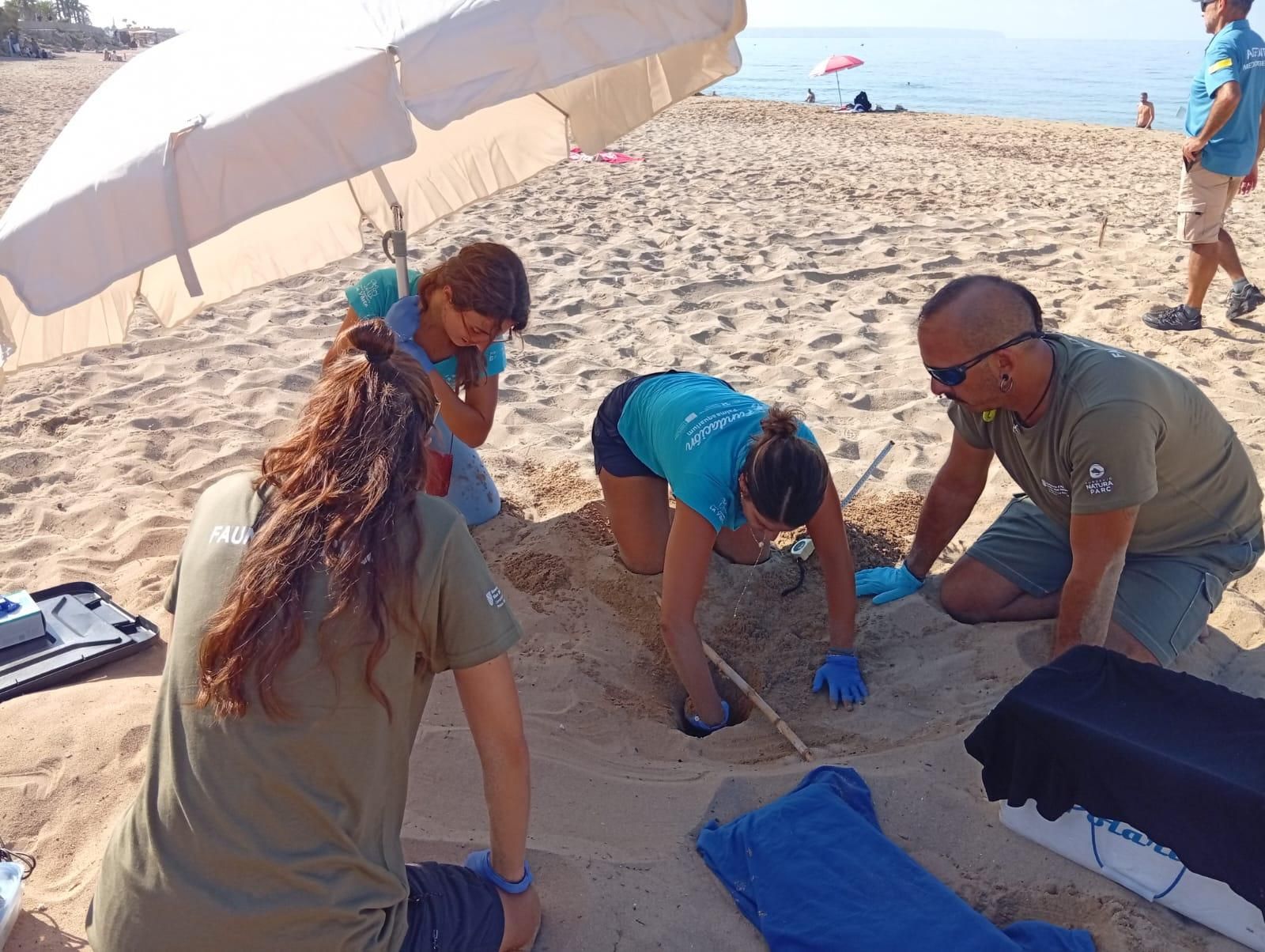 Detectado el primer nido de tortuga marina de la temporada en una playa de Palma