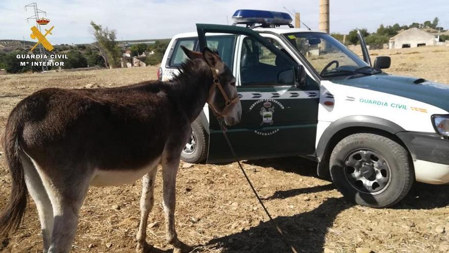 Investigan a un hombre por la muerte de una yegua y el abandono de un asno y perros en Puente Genil