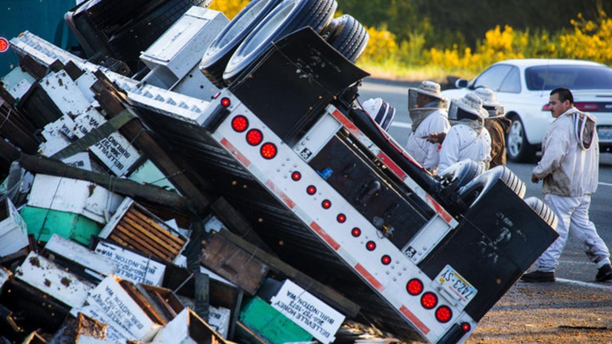 Millones de abejas causan el caos en Seattle