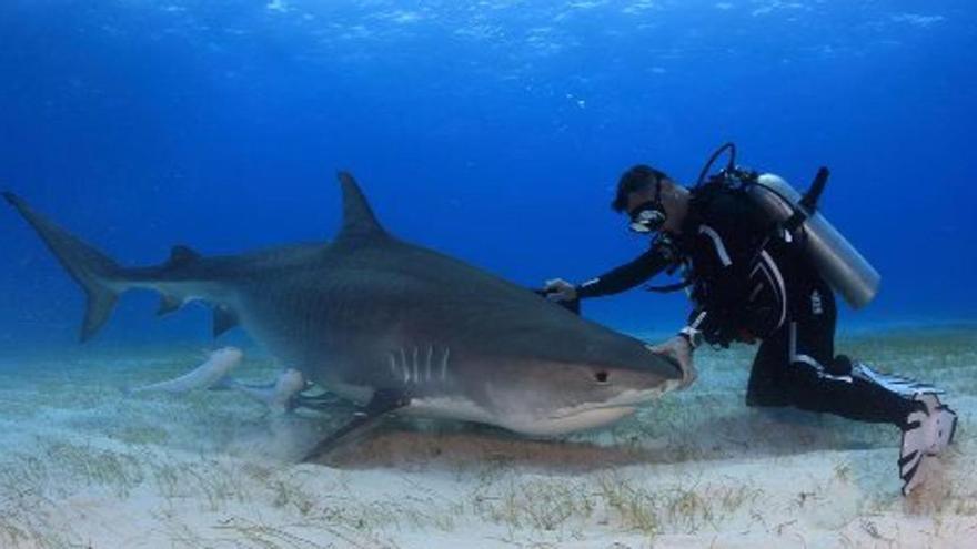 Bucear entre tiburones, la última tendencia en el turismo de lujo