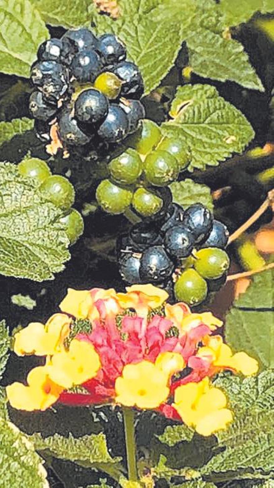 Die Beeren der Lantana (Wandelröschen) werden leicht verwechselt. 