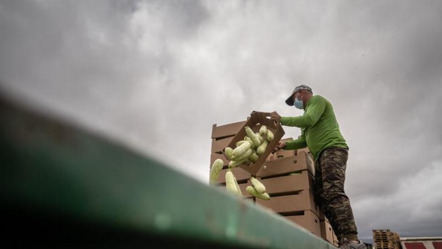Agricultores tinerfeños tiran kilos de verdura a la basura por los excedentes de producción.