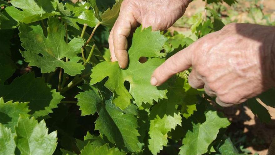 Aparecen las primeras manchas de mildiu en el viñedo cordobés