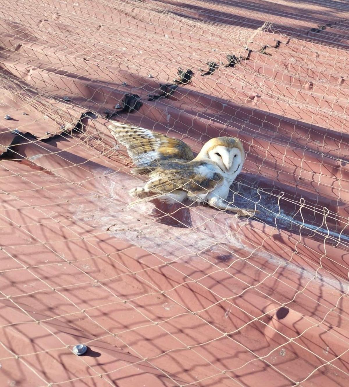 Liberan en Mérida a una lechuza atrapada en una red instalada en una azotea