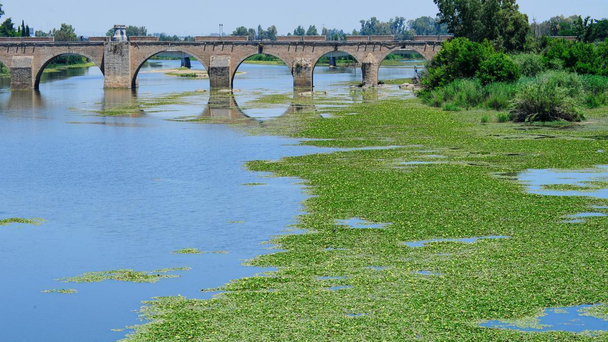 Nenúfar mexicano en el río Guadiana a su paso por Badajoz.