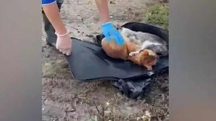 Se deshacen de dos gatos dentro de un transportín en la orilla del río Miñor y mueren al subir la marea