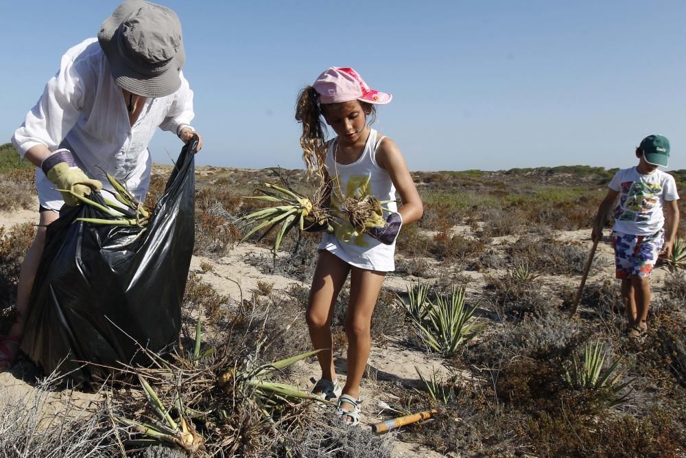 Limpieza de plantas invasoras en la Devesa del Saler