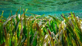 La 15K Formentera Sunset Run reafirma su compromiso con la sostenibilidad con una donación al proyecto Save Posidonia