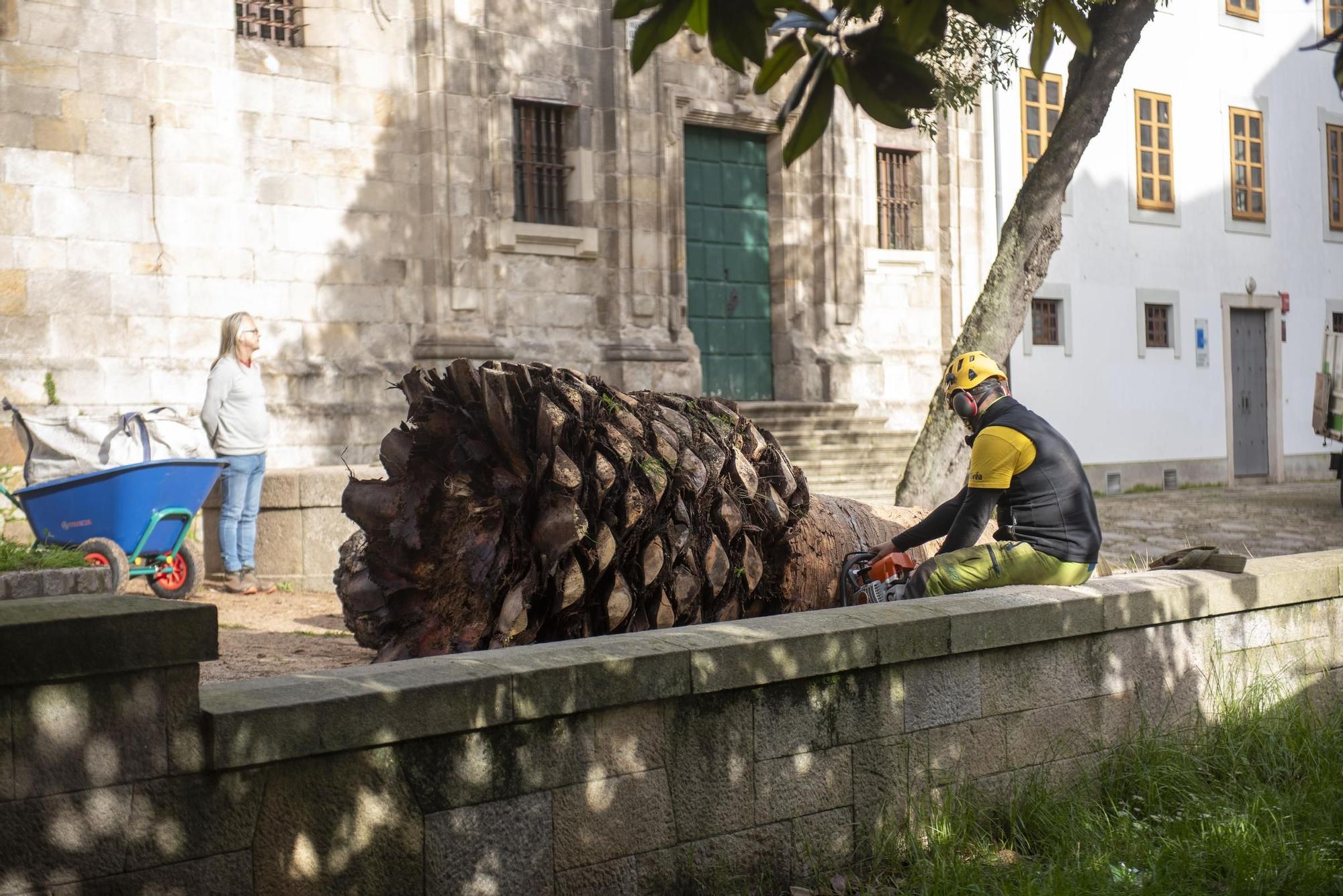 El picudo rojo acaba con la palmera de la iglesia de As Capuchinas